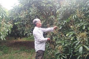 Chuyên canh nhãn Idor thu tiền tỷ mỗi năm