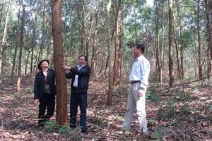 Trồng rừng gỗ lớn, nâng cao giá trị