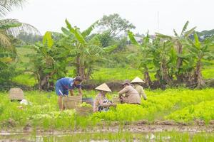 Hoa màu xuống ruộng, thu nhập tăng lên