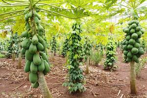 Đu đủ xen tiêu mang lại hiệu quả kép