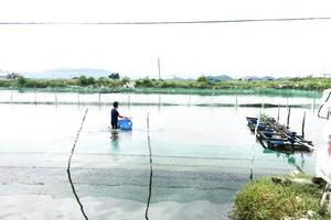 Nuôi trồng thủy sản: Cẩn trọng diễn biến bất thường của thời tiết