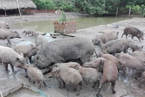 Bạc Liêu: Mô hình kinh tế trang trại tổng hợp cho thu nhập cao