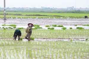 Nam Định chật vật vụ mùa do phải gieo cấy lại nhiều lần