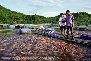 Hà Tĩnh: Tiềm năng nuôi cá lồng ở đập Khe Còi