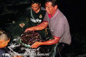 Quy trình The Semi-Biofloc: Hướng đi mới nuôi tôm ở Quảng Ninh