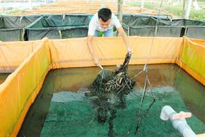 Nuôi lươn giống và thương phẩm lãi 600 triệu đồng/năm