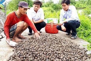 Lợi kép từ nuôi tôm kết hợp sò huyết