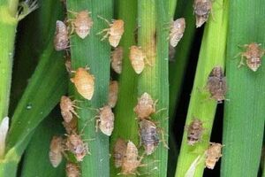 Những dịch bệnh hại cần chú ý trong tuần (từ 28/8 - 4/9)