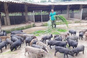 Cảm phục tấm gương lên núi nuôi lợn rừng, thu 2 tỷ đồng/năm