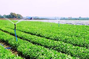 Thúc đẩy hợp tác nông nghiệp Hà Lan – Việt Nam