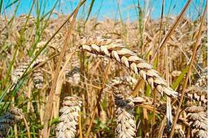FAO: Sản lượng ngũ cốc toàn cầu sẽ đạt kỷ lục mới