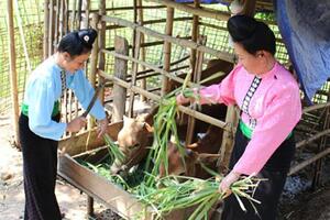 Hội ND Sơn La: Cùng nông dân bước qua nghèo đói