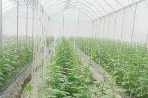Bắc Giang: Triển vọng mô hình sản xuất dưa lưới ứng dụng công nghệ cao ở Hiệp Hòa