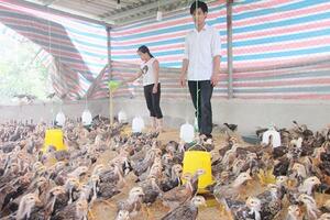 Yên Bái: Hiệu quả mô hình chăn nuôi gà thịt trên nền đệm lót sinh học tại Phú Thịnh