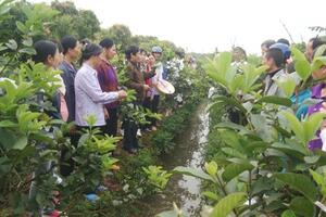 Hải Dương: Một số lưu ý khi thâm canh ổi