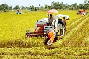 An Giang thu hoạch hơn 254.900 ha lúa, màu vụ Hè Thu 2017