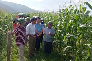 Lào Cai: Liên kết sản xuất vụ đông 2017 - 2018