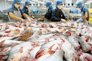 Sản xuất giống cá tra 3 cấp chất lượng cao