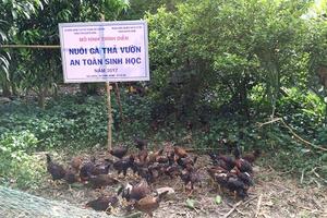 Cần Thơ: Hiệu quả nuôi gà thả vườn an toàn sinh học