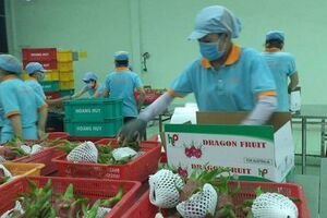 Lô thanh long đầu tiên "bay" sang Úc