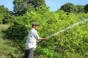 Phú Yên: Thu nhập cao từ mô hình vườn rừng