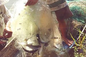 Quảng Nam: Hiệu quả mô hình nuôi ghép tôm sú – cá đối mục