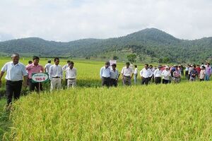 Lúa lai trên miền núi Phú Yên