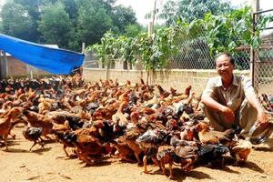 Bình Định: Làm giàu nhờ trang trại tổng hợp