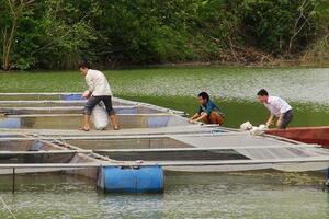 Lào Cai: Hiệu quả bước đầu của mô hình nuôi cá diêu hồng trong lồng