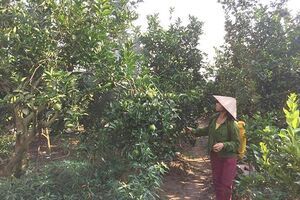 Bắc Giang: Hiệu quả sử dụng thuốc trừ sâu thảo dược trên cây ăn quả có múi ở Lục Ngạn