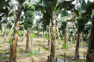 Bắc Giang: Tập huấn ToT bồi dưỡng phương pháp khuyến nông và kỹ thuật sản xuất chuối nuôi cấy mô