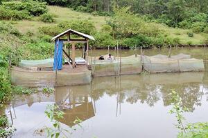 Quảng Trị: “Khởi nghiệp” từ mô hình nuôi ếch