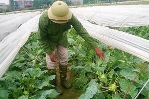 Hải Dương: Niềm vui nhân lên nhờ vận dụng kỹ thuật hiệu quả