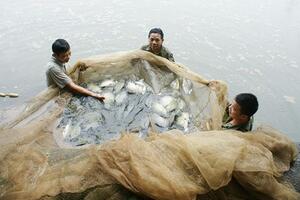 Cấp bách phòng, chống bệnh mới - Tilapia lake virus trên cá rô phi