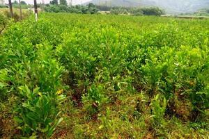 Những dịch bệnh hại cần chú ý trong tuần (từ 14 - 20/11)