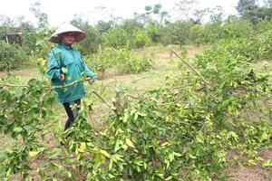Tiếc đứt ruột hàng ngàn gốc cam phải chặt bỏ vì giống kém chất lượng