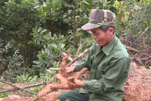 Cây đặc sản khoai mài trên miền núi Hà Tĩnh