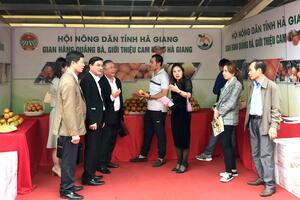 Chỉ cần dán tem này lên, cam sành Hà Giang bán giá cao gấp đôi