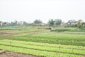 Hội An: Người dân làng rau Trà Quế chạy đua trong vụ Tết