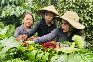 Giá cà phê hôm nay 4/7/2025: Giá cà phê trong nước giảm không đáng kể