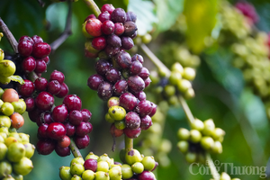 Giá cà phê Arabica giảm phiên thứ 5 liên tiếp về mức 6.134 USD/tấn