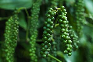 Giá tiêu hôm nay 8/11/2025: Thị trường ổn định