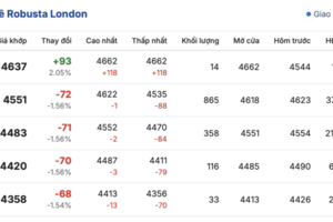 Giá cà phê hôm nay 12/11/2025: Nội địa giảm nhẹ