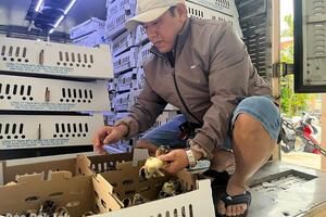 Hỗ trợ 10.000 con gà giống, 5 tấn thức ăn chăn nuôi cho người dân xã Tuy An Bắc và Tuy An Tây