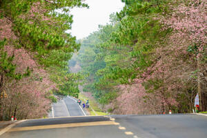 Lễ hội hoa Anh đào tại Măng Đen từ 1-4/01/2026