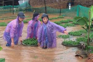 Quảng Ngãi: Dân "cõng" 100 ngàn chậu hoa chạy lũ