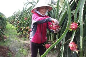 Phân lân nung chảy Ninh Bình nâng năng suất, chất lượng thanh long