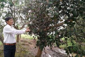Dịch bọ xít muỗi phá hoại vườn điều ở Long Hà