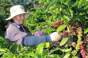 Brazil có thể sẽ nhập khẩu càphê Robusta từ Việt Nam