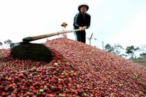 Giá cà phê trong nước ngày 22/03/2016 giảm 200 ngàn đồng/tấn
